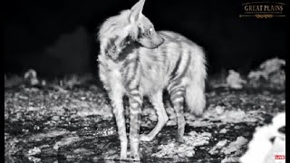 ol Donyo Kenya ~ Striped Hyena! June 26, 2023