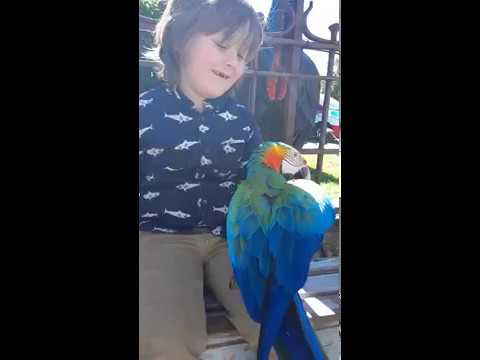 Torinos Outback Macaw 2