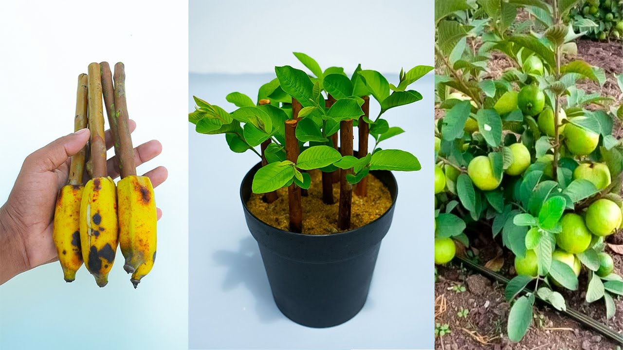 How to propagate guava tree from cuttings with banana🍌🍌🍌
