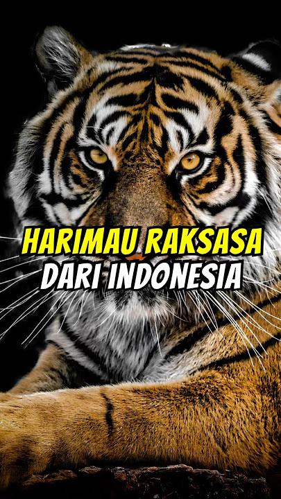 Harimau Ngandong asal jawa🐯