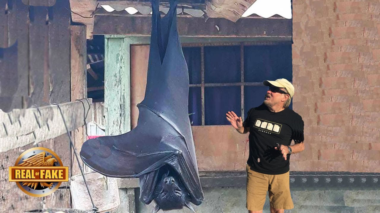 Giant Human Sized Bat Photo Real Or Fake Youtube