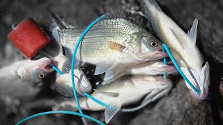 South Dakota White Bass (Free Fishing Weekend)