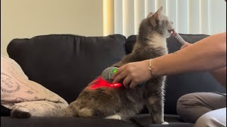 Cooperative Care Training: An Update On Laser Therapy Training by BilliSpeaks 35,438 views 2 months ago 3 minutes, 5 seconds