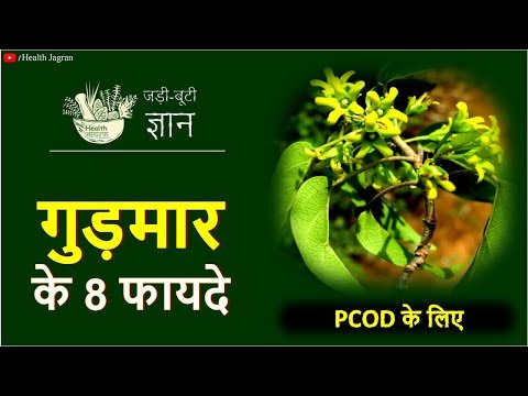 गुडमार के 8 फायदे | मधुमेह, लीवर और पीसीओडी के लिए जिमनेमा सिल्वेस्ट्रे/गुरमार - स्वास्थ्य जागरण