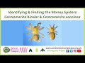 Identifying &amp; Finding the Money Spiders Centromerita bicolor &amp; Centromerita concinna