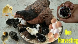 Fantastic Hen Harvesting Eggs To Chicks || Murgi Hen Harvesting Eggs || Hen Baby