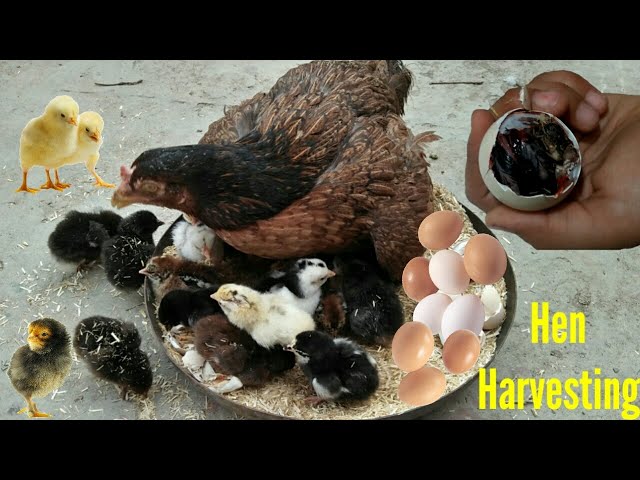 Fantastic Hen Harvesting Eggs To Chicks || Murgi Hen Harvesting Eggs || Hen Baby class=