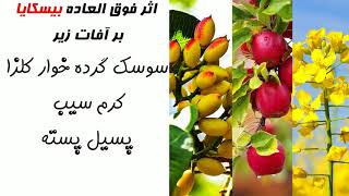 بیسکایا، انتخاب اصلی باغداران پسته برای دفع آفات و حشرات | Biscaya