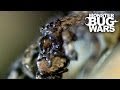 Lichen Bark Mantis vs Rock Spider | MONSTER BUG WARS