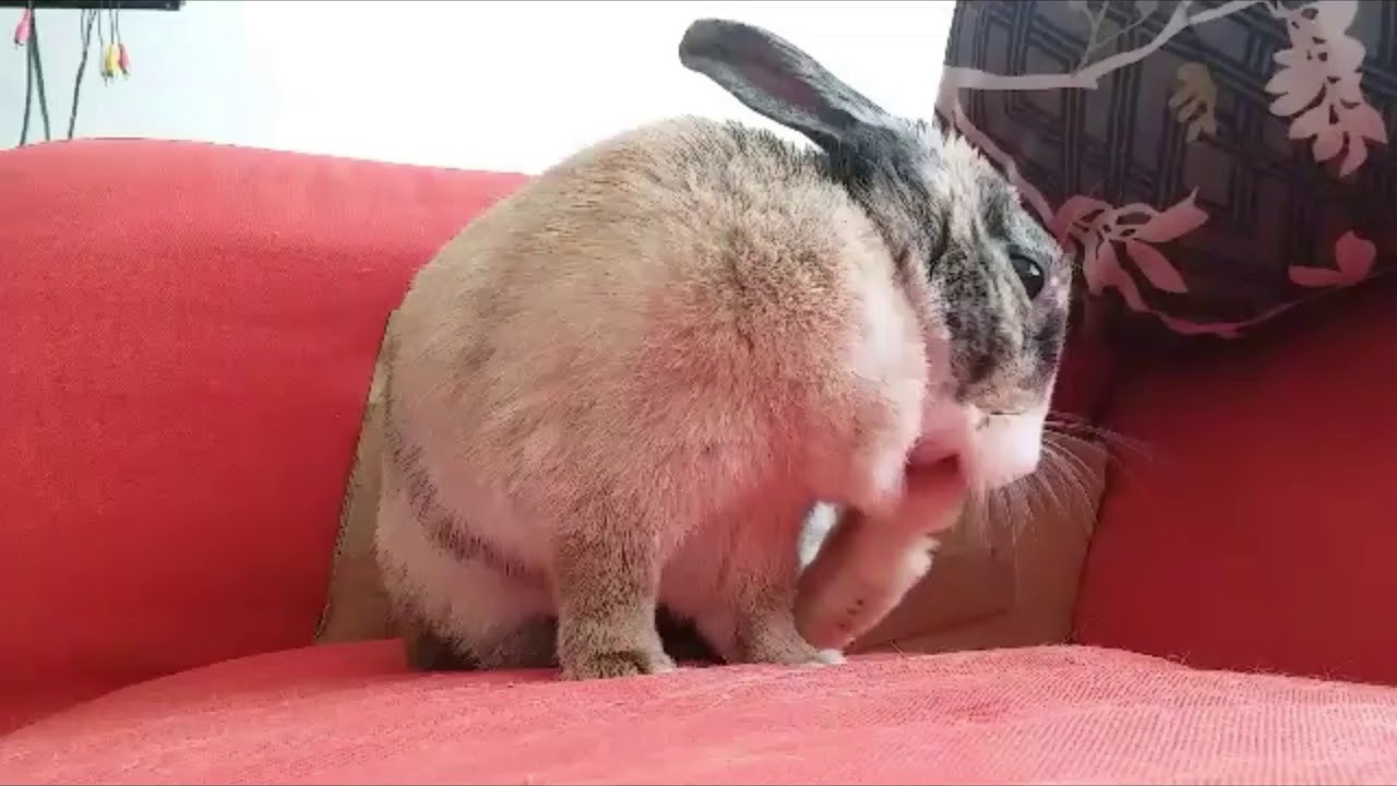 Cutest bunny, Do you Bathe like this??? ️ ️������ ️ ️ - YouTube