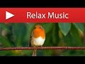 10 HOURS BIRD SOUNDS - Gentle Bird Chirping with Natural Forest Stream