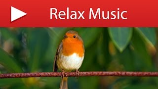 10 HOURS BIRD SOUNDS - Gentle Bird Chirping with Natural Forest Stream screenshot 2