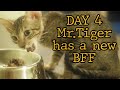 Chatty Cat &#39;Mr Tiger&#39; Has A New BFF Ginger Cat (20 September 2022)