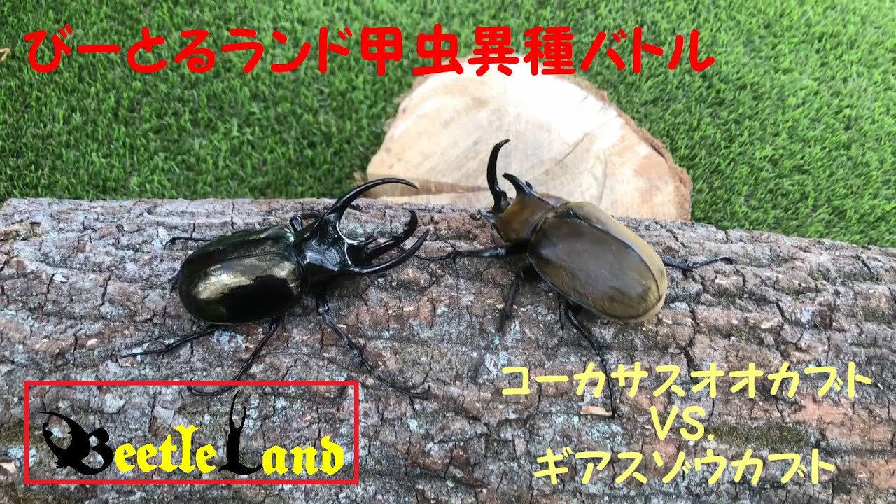 甲虫異種バトルその4 コーカサスオオカブト vs. ギアスゾウカブト