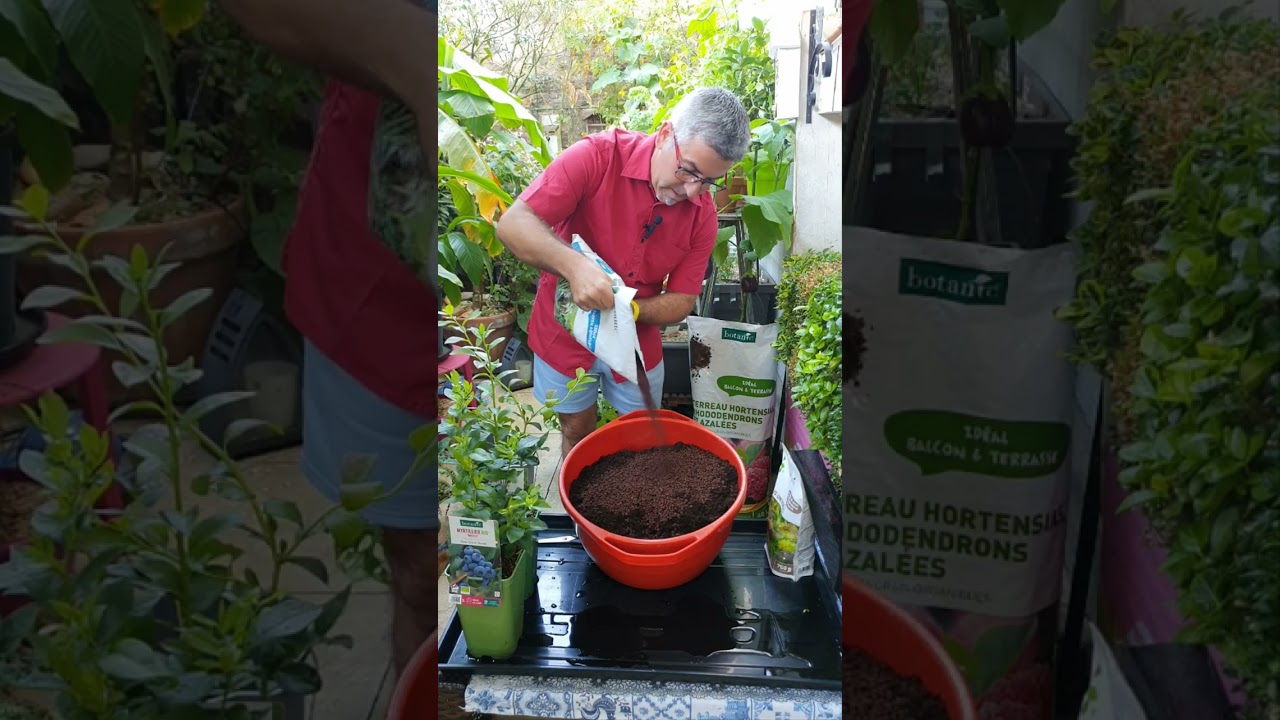 de la myrtilles à picorer l été prochain ,regarder comment faire !!! une vidéo gourmande!!!