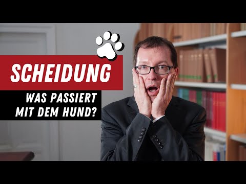 Video: Wer Bekommt Den Hund Bei Der Scheidung?