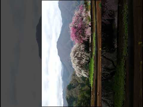 絶景🌈まるで花桃のナイアガラの滝🌊大月市山谷地区の花桃 2024 | Hanamomo in Sanya district, Otsuki city