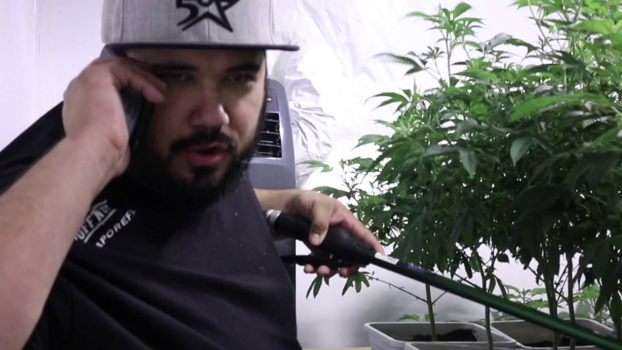 4k gavita medical marijuana grow - fully uncut & unedited