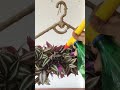 #organicgarden /easy hanging plant decorations/plants growing ideas #growplants #indoorplants #diy