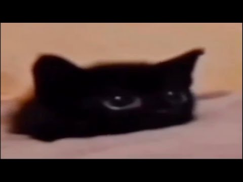 Top 5 Cat