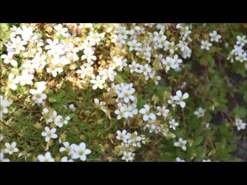 Arend&rsquo;s saxifrage -perennial for rockeries[ENG SUB]