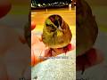Sparrow is so cute. 🥰 #funny #sparrow #brid #cute #animals #birds