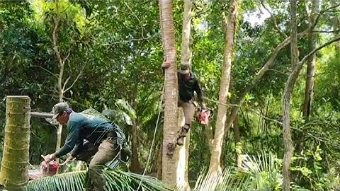chú tính thợ cưa hạ cây dừa rất cau quá nhanh có rất nhiều trái #thocua