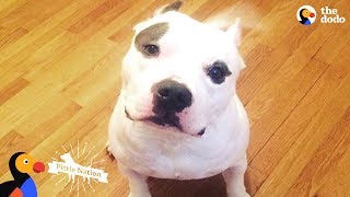 PIt Bull Dog Shot In The Head Transformed By His New Mom's Love  BRUTUS | The Dodo Pittie Nation