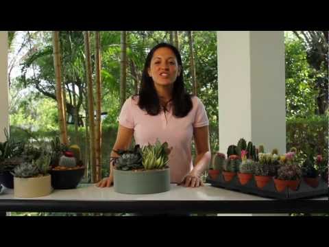 Cacti