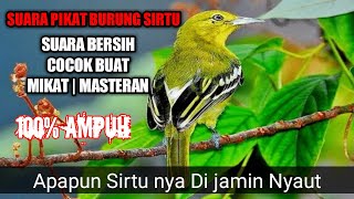 SUARA PIKAT SIRTU | suara pikat sirtu paling ampuh, suara pikat sirtu ribut