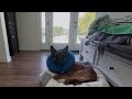 DOGEX: Bones Got Fixed So He Missed the Dog Party