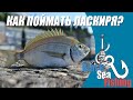 Как поймать ласкиря летом! Рокфишинг на Чёрном Море!