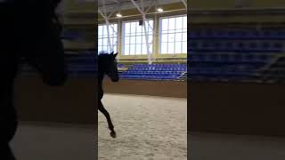 My New Skill ❤️. I Love Horses