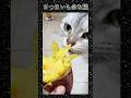 さつまいも命な猫🍠❤️😹　#ねこ動画 #猫のいる暮らし #猫好きさんと繋がりたい #さつまいも #shorts