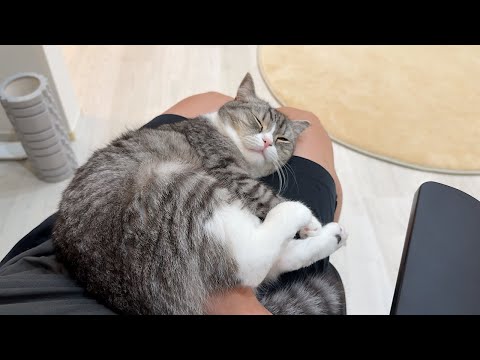仕事してたら猫が膝に乗ってきた猫が寝ちゃって動けなくなりました…