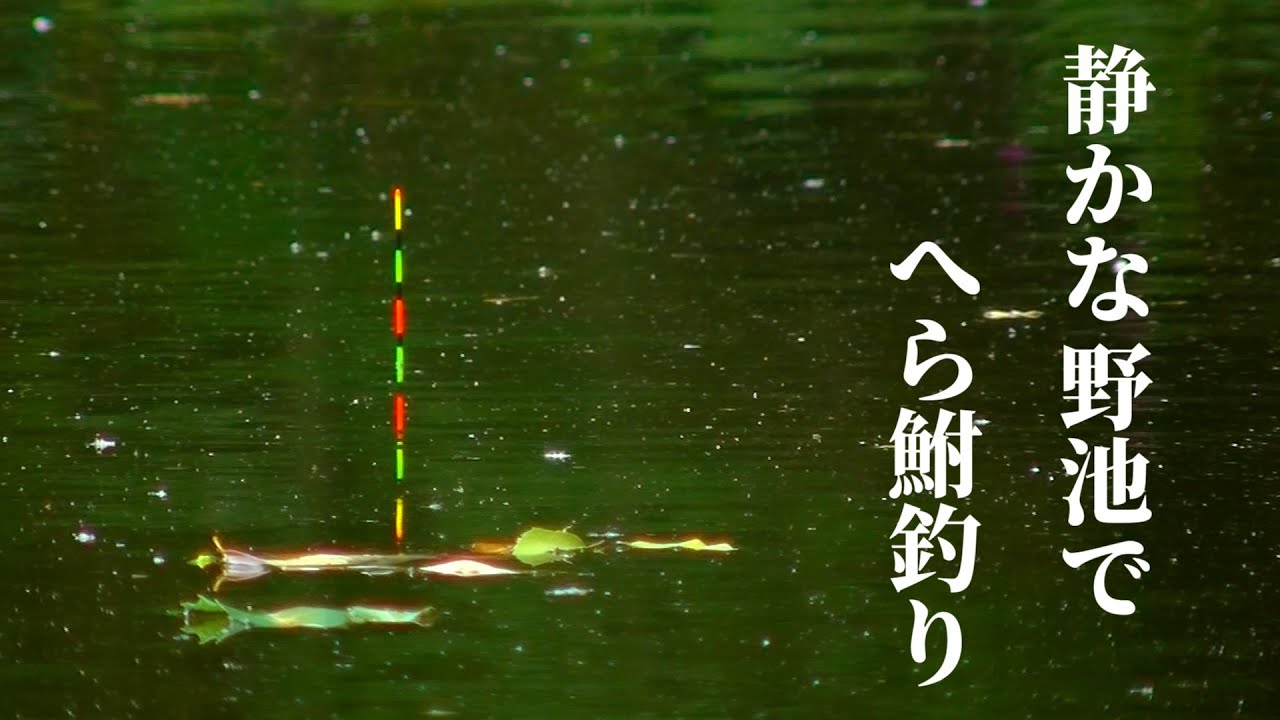 【野池】静かな野池でへらぶな釣りを楽しむ！