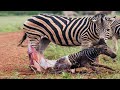 Animals Seeing Their Cubs For The First Time !