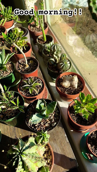 #goodmorning #Morningplants #planthaul #morninghaul #haul #goodmorninghaul #moonstar #gardens