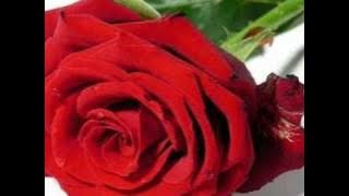 SÃO AMORES BANDA DIJAVU