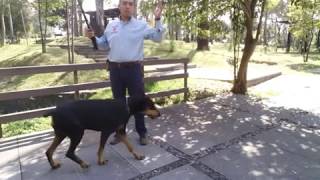 Ep.1 Adiestramiento canino del Dobermann, la seleccion