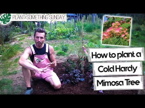 Video: Mimosa-trætransplantation - tips til transplantation af et mimosa-træ i haven