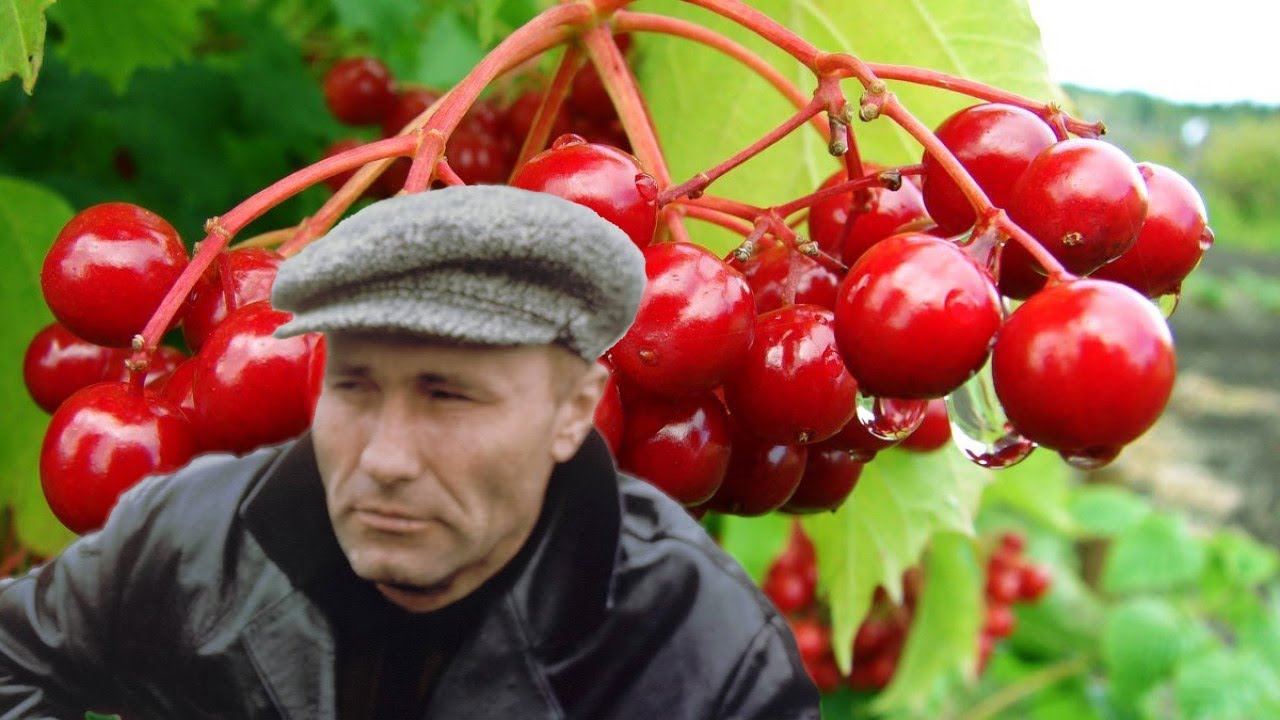 В каком городе снимали калину красную. Шукшин в. "Калина красная". Калина красная Василия Шукшина. Калина красная в Шукшин 1973.