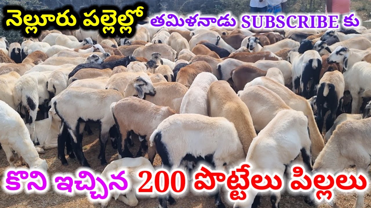 పల్లెల్లో తమిళనాడు SUBSCRIBE కు కొని ఇచ్చిన పొట్టేలు పిల్లలు Nellore judipi sheep kids #sheep