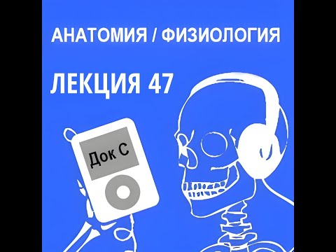 Анатомия и физиология - Лекция 47 - Петля Генле, дистальный каналец, собирательный проток