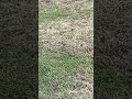 スズメがヒメシバをメインにツンツンしてるだけの動画(2025/04/05)ガラス越しにこっそり撮影