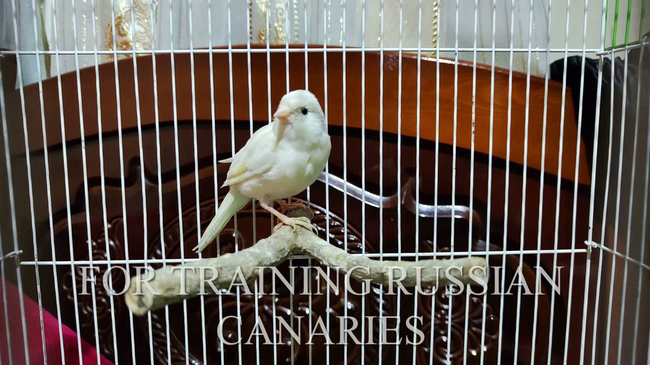 Audio For training Canary singing, Russian singer canary singing Canto de canario, bird sounds