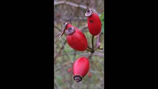 Rose Rosa - Rose Hips- December 2017