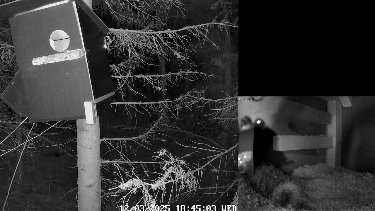 Come watch this tawny owl pair make a nest in Finland 24/7 live