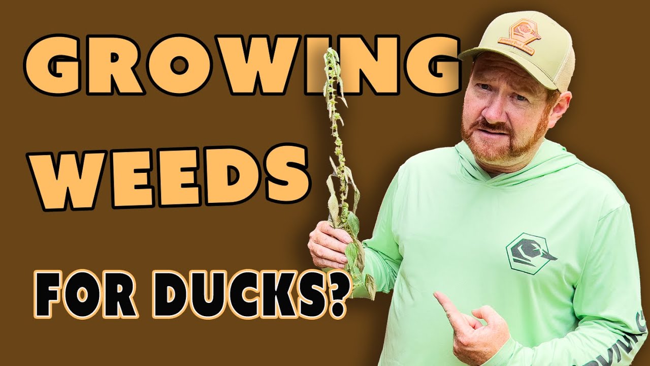 Creating Natural Habitat For Ducks | Moist Soil | Lost Bridge Docu-Series Ep.6