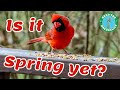The Sights and Sounds of Spring!